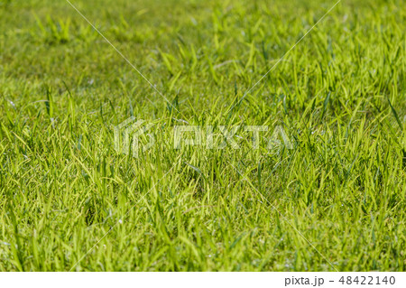 Botany green nature grass background garden field. 48422140
