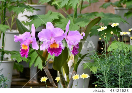 カトレア 洋ラン カトレア 洋ラン 48422628