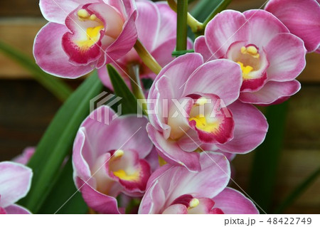 シンビジウム 48422749