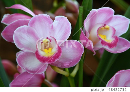 シンビジウム シンビジウム 48422752