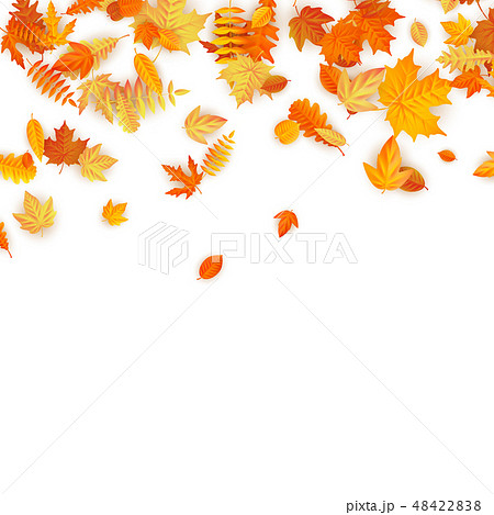 Autumn background with golden maple, oak and others leaves. EPS 10 48422838
