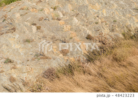 Plants growing on the rocks at sunset. 48423223