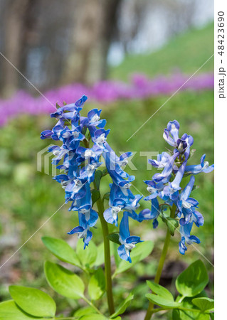 エゾエンゴサク 48423690