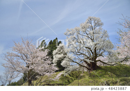 佛隆寺の千年桜 宇陀市 奈良県 佛隆寺の千年桜 宇陀市 奈良県 48423887