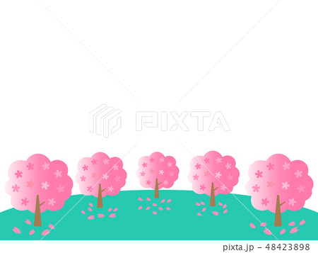 桜の木 桜の木 48423898