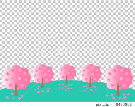 桜の木 桜の木 48423898