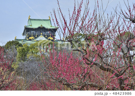 大阪城梅林 梅 大阪城梅林 梅 48423986