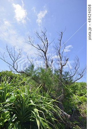 【沖縄県 伊良部島】南国の草地 【沖縄県 伊良部島】南国の草地 48424008