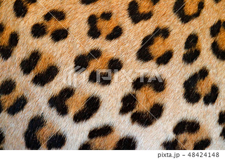 Leopard fur coat spotted detail, detail portrait 48424148