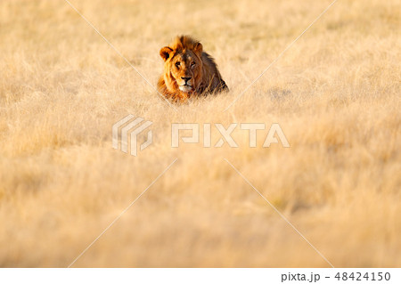 Big old mane lion in the grass, face portrait Big old mane lion in the grass, face portrait 48424150