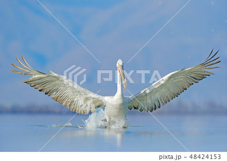 Dalmatian pelican, Pelecanus crispus Dalmatian pelican, Pelecanus crispus 48424153