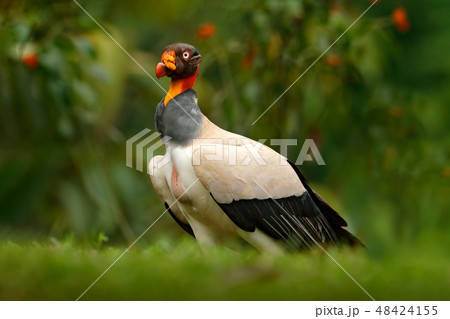 King vulture, Sarcoramphus papa, large bird King vulture, Sarcoramphus papa, large bird 48424155