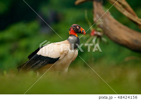 King vulture, Sarcoramphus papa, large bird King vulture, Sarcoramphus papa, large bird 48424156