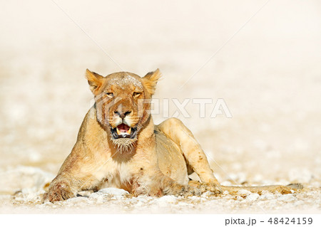 Female of lion in Etosha Pan, Namibia Female of lion in Etosha Pan, Namibia 48424159
