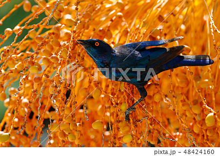 Cape Glossy Starling, Lamprotornis nitens 48424160