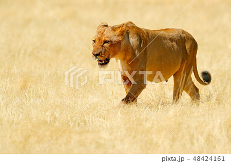 Big angry female lion in Etosha NP, Namibia 48424161
