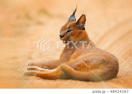 Caracal, African lynx, in orange sand desert Caracal, African lynx, in orange sand desert 48424167