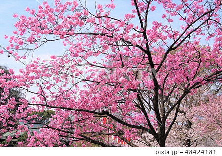 見頃を迎えた上野恩賜公園の八重桜 【東京都・台東区】 48424181