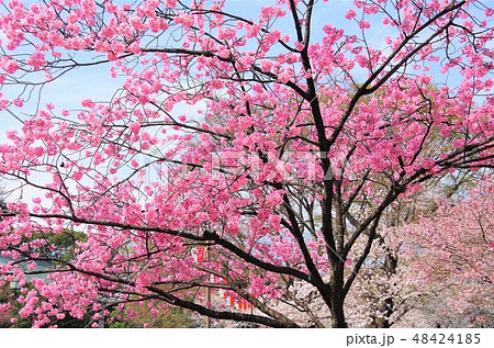 見頃を迎えた上野恩賜公園の八重桜 【東京都・台東区】 見頃を迎えた上野恩賜公園の八重桜 【東京都・台東区】 48424185