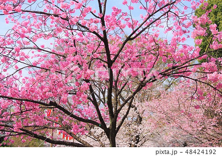 見頃を迎えた上野恩賜公園の八重桜 【東京都・台東区】 見頃を迎えた上野恩賜公園の八重桜 【東京都・台東区】 48424192