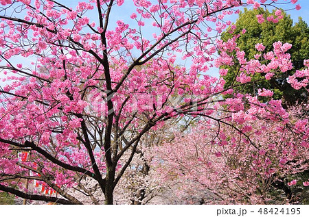 見頃を迎えた上野恩賜公園の八重桜 【東京都・台東区】 48424195