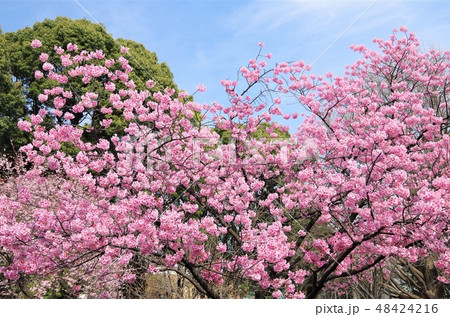 見頃を迎えた上野恩賜公園の八重桜 【東京都・台東区】 48424216