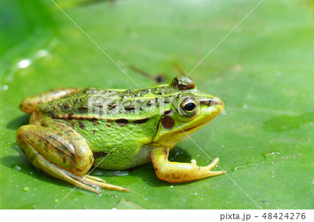 トウキョウダルマガエル トウキョウダルマガエル 48424276