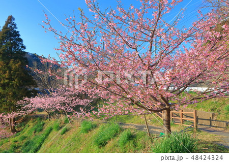 【千葉県】佐久間ダム湖 頼朝桜まつり 【千葉県】佐久間ダム湖 頼朝桜まつり 48424324