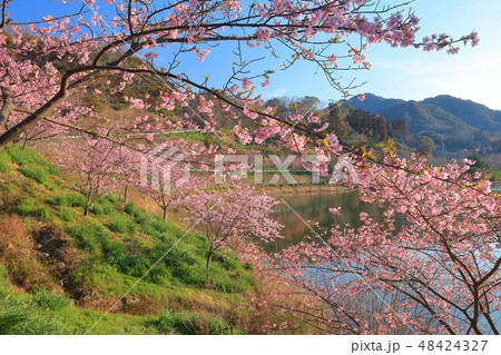 【千葉県】佐久間ダム湖 頼朝桜まつり 【千葉県】佐久間ダム湖 頼朝桜まつり 48424327