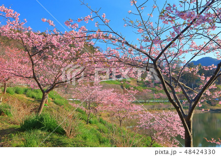 【千葉県】佐久間ダム湖　頼朝桜まつり 48424330