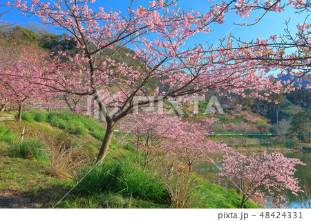【千葉県】佐久間ダム湖 頼朝桜まつり 【千葉県】佐久間ダム湖 頼朝桜まつり 48424331