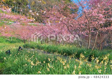 【千葉県】佐久間ダム湖　頼朝桜まつり 48424333