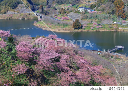 【千葉県】佐久間ダム湖 頼朝桜まつり 【千葉県】佐久間ダム湖 頼朝桜まつり 48424341