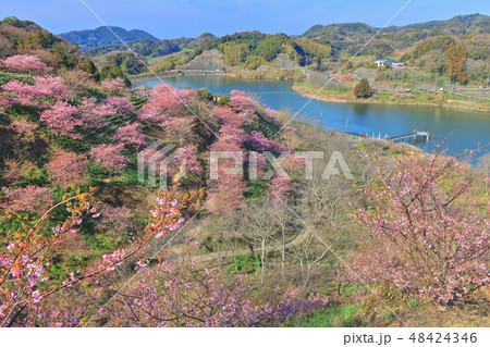 【千葉県】佐久間ダム湖 頼朝桜まつり 【千葉県】佐久間ダム湖 頼朝桜まつり 48424346