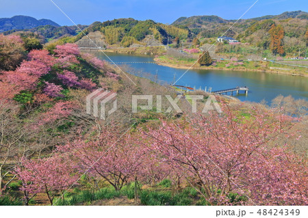 【千葉県】佐久間ダム湖　頼朝桜まつり 48424349
