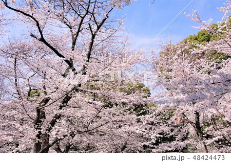 桜が見頃を迎えた春の上野恩賜公園 【東京都・台東区】 桜が見頃を迎えた春の上野恩賜公園 【東京都・台東区】 48424473