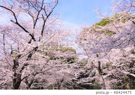 桜が見頃を迎えた春の上野恩賜公園 【東京都・台東区】 桜が見頃を迎えた春の上野恩賜公園 【東京都・台東区】 48424475