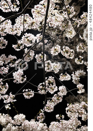 夜桜 夜桜 48424480