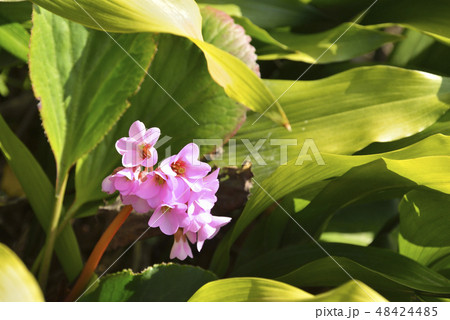 ヒマラヤユキノシタ 48424485