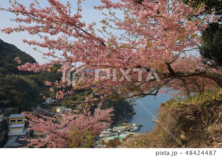 津久見市四浦半島の河津桜 津久見市四浦半島の河津桜 48424487
