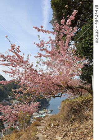 津久見市四浦半島の河津桜 津久見市四浦半島の河津桜 48424488