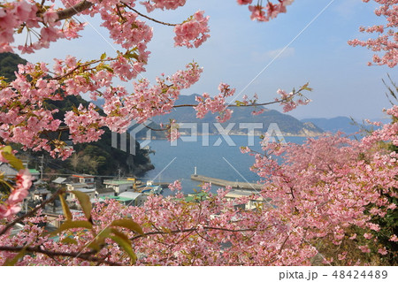 津久見市四浦半島の河津桜 48424489