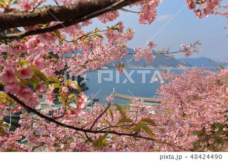 津久見市四浦半島の河津桜 48424490