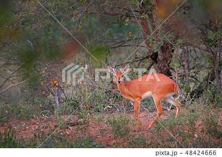 Chobe Bushbuck, Tragelaphus scriptttus ornatus Chobe Bushbuck, Tragelaphus scriptttus ornatus 48424666