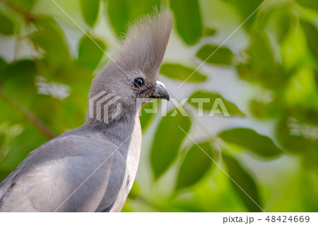 Grey go-away-bird, Corythaixoides concolor Grey go-away-bird, Corythaixoides concolor 48424669
