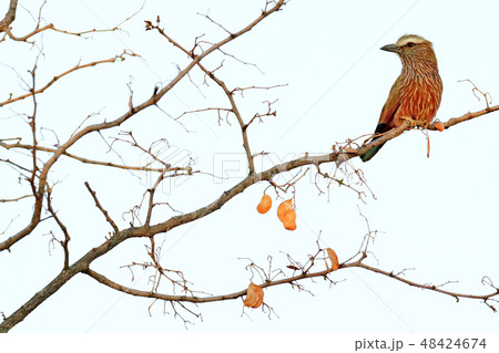 Purple rufous-crowned roller, Coracias naevius 48424674