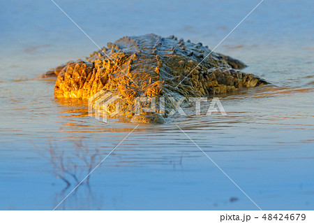 Nile crocodile, Crocodylus niloticus Nile crocodile, Crocodylus niloticus 48424679