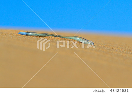 Fitzsimmons' burrowing skink 48424681