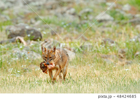 Golden jackal, Canis aureus, feeding scene 48424685