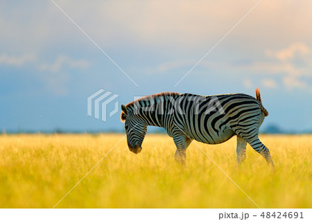 Wild animal on the green meadow during sunset 48424691